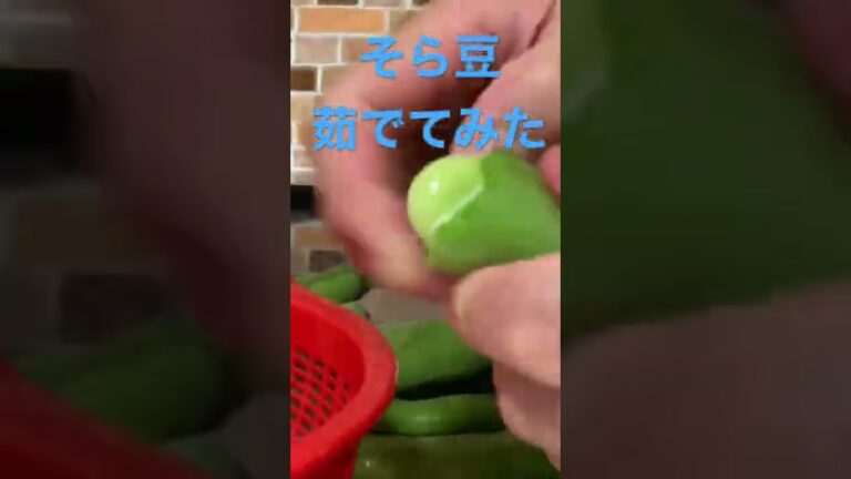 【簡単レシピ】#簡単レシピ #自炊レシピ #料理初心者 #酒のつまみ #そら豆