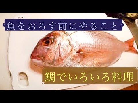 【魚をおろす前に】鯛でいろいろ①　下処理編