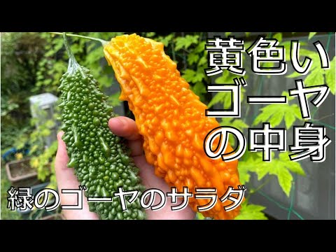初めて食べる黄色いゴーヤ。緑のゴーヤを収穫！サラダにする　~Eat yellow bitter gourd~