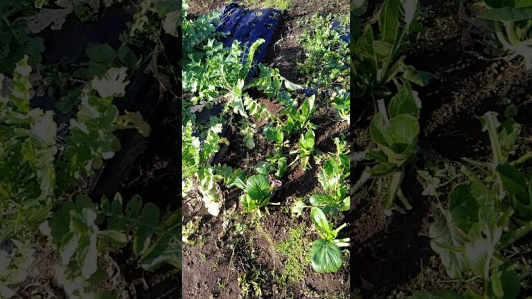 聖護院カブ、収穫できるサイズです