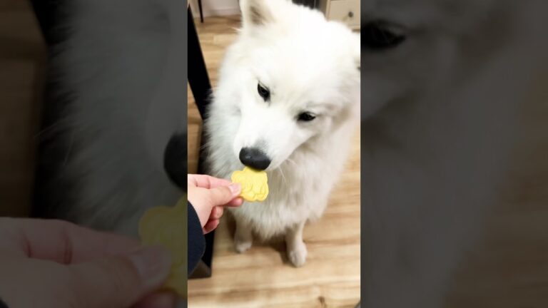 犬用さつまいもクッキー