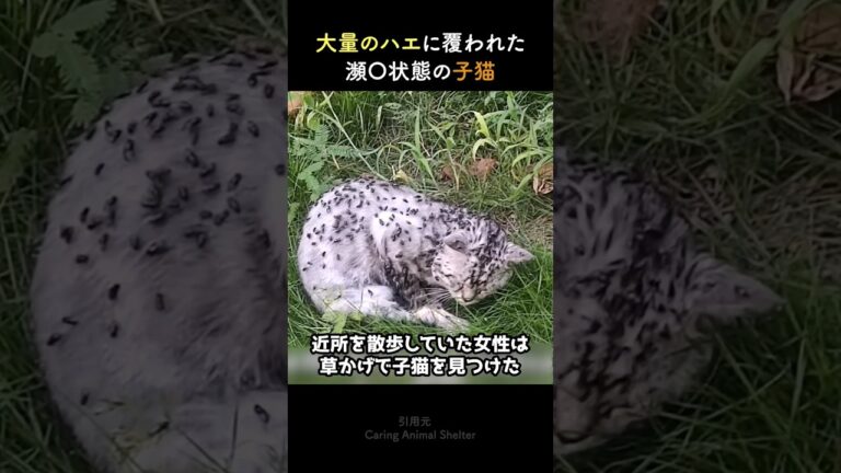 大量のハエに覆われた瀕◯状態の子猫