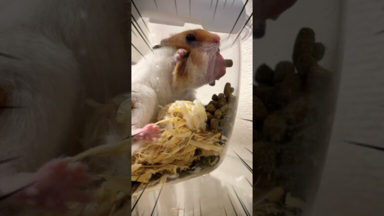 食べすぎてこんなことに…😱 #ハムスター #ゴールデンハムスター #shorts