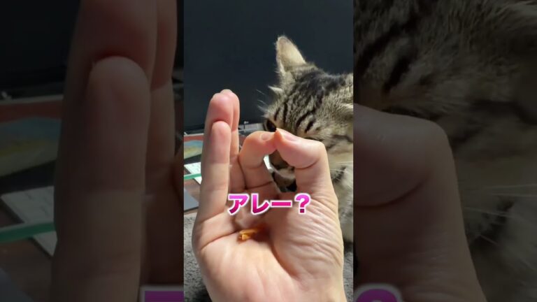 猫の賢さがわかる方法があるらしい#shorts