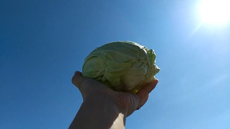 もチーズキャベツコンソメお雑煮