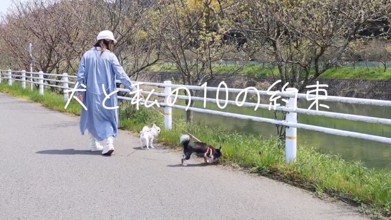 犬と私の10の約束　　皆さん守れますか？　広く世界に伝わりますように　心から思います　　犬の十戒　ペット　犬　愛犬家　家族　映画　本　チワワ　チンチラ　我が家　ブイログ　blog  愛犬　愛　LOVE