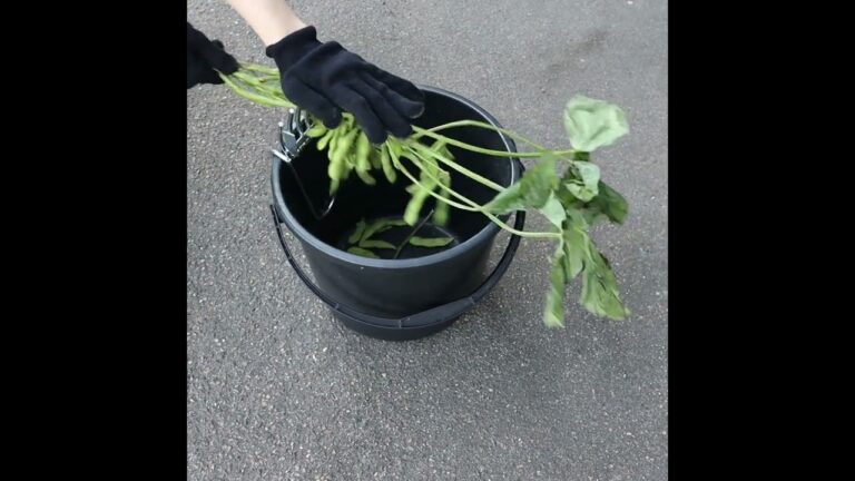 えだまめくまで #shorts #枝豆 #豆もぎ #大豆 #園芸