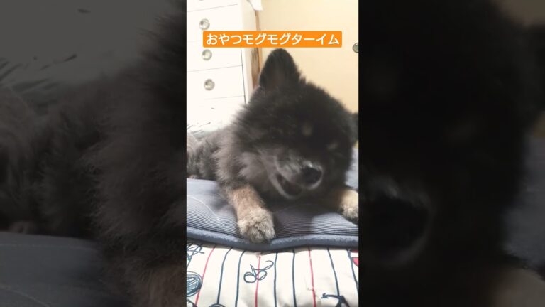#3 大好きなおやつターーイム！【ポメラニアン(ショート動画)】