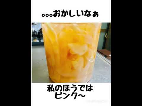 🍣お寿司の生姜【ガリがりくん】日持ちするのに🥶食べ切って日持ちしなかった｡｡｡❣️