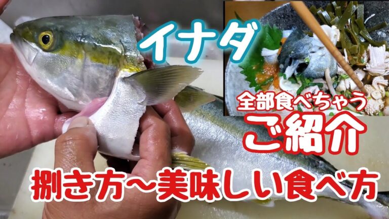 持ち帰ったイナダの捌き方～内臓の美味しい食べ方紹介します