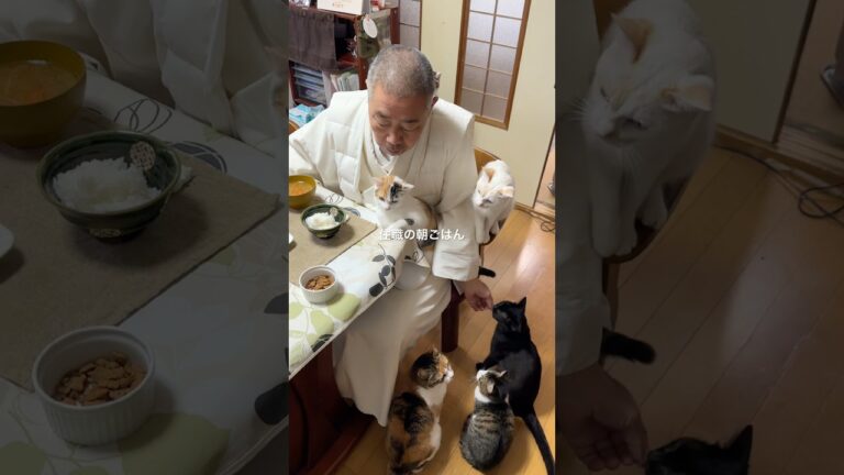 #住職の朝ごはん イワシの生姜煮 大根の皮きんぴら たくあん ごはんと味噌汁 #猫のいる暮らし #那須の長楽寺 #猫