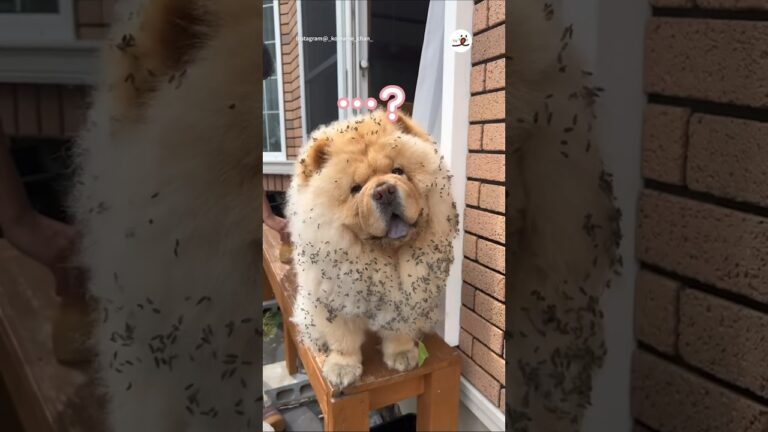 愛犬の姿が…なぜこんなことに…｜PECO #チャウチャウ #犬 #犬のいる暮らし #chowchow #dog #dogs #doglover #dogvideo #chowchowlove