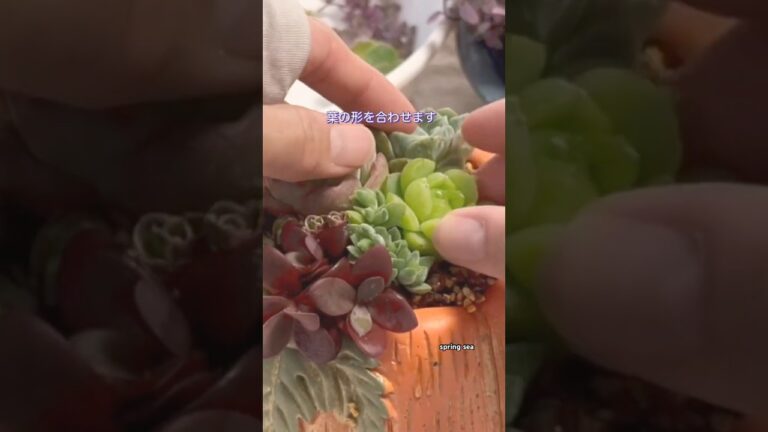 多肉植物！ハロウィンパンプキンポットに寄せ植えします🎃#shorts #多肉植物寄せ植え #ハロウィン #トロピカルガーデン