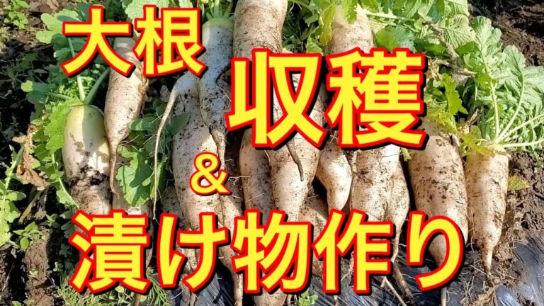 【青森県八戸市】【大根収穫祭】おばちゃんの脚ＶＳ大根 がっくら漬けという漬物作り なまりイントネーションが強烈でごめんなさい