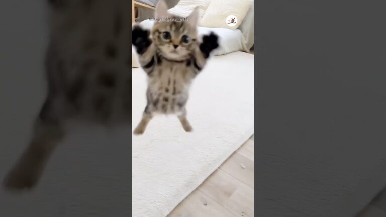 可愛いのが飛んできた💓｜PECO #子猫 #ミヌエット #猫 #愛猫家 #子猫のいる生活 #kitten #minuet #cat #catlover #kittenlife