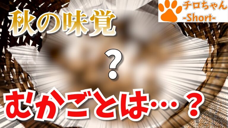 秋の味覚むかごご飯とは。前編。４K＃shorts