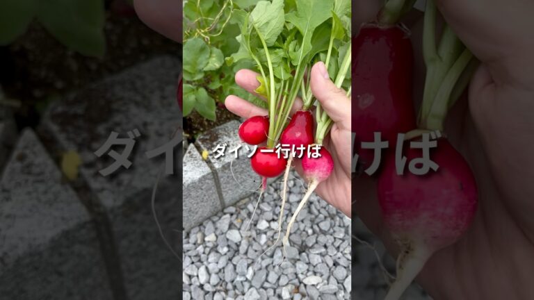 こんな野菜ダイソー行けば作れます🥬#家庭菜園 #家庭菜園初心者 #ダイソー