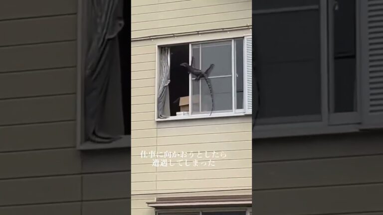 #日本 #警察官 ヤモリは家を守ってくれるんですよ🥰