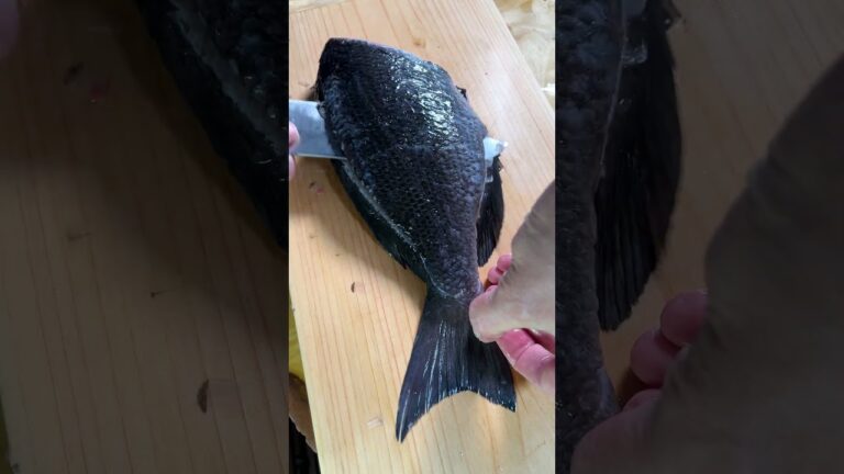 活〆・メジナ刺身 fillet a fish into three pieces【ASMR】 #shorts