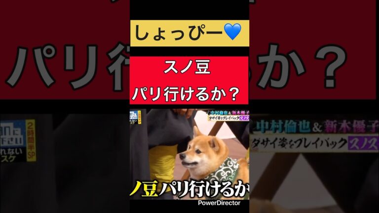 「SnowMan渡辺翔太」しょっぴー💙スノ豆、パリ行けるか？#snowman #渡辺翔太 #しょっぴー #あべちゃん #阿部亮平 #さっくん #切り抜き #short #shorts