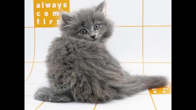 サイベリアン（ブルー）の女の子（2020/4/8生まれ）