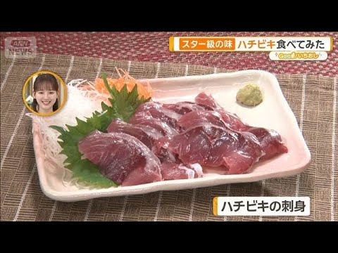 “スター級の味”ハチビキ、高級魚シロアマダイ　絶品マイナー魚【グッド！いちおし】【グッド！モーニング】(2025年12月16日)