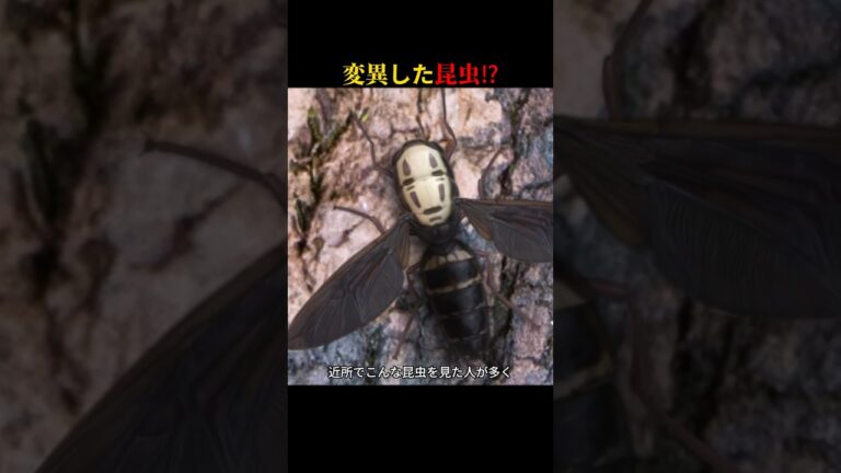 誰もが逃げる！？変異したシスターのような昆虫の正体とは？