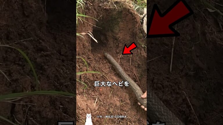 穴の中にヘビを送る理由