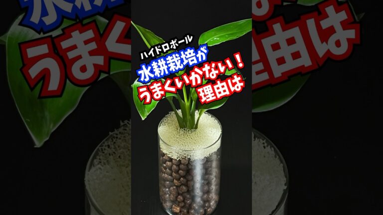 水耕栽培が失敗する理由は？ハイドロカルチャー成功の秘訣 #観葉植物 #plants #百均