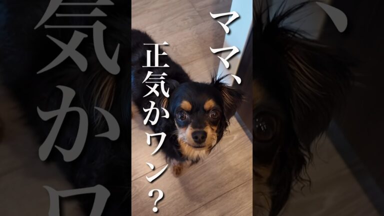 妻の肉じゃがのアレンジがヤバすぎたwww #節約　#アレンジレシピ