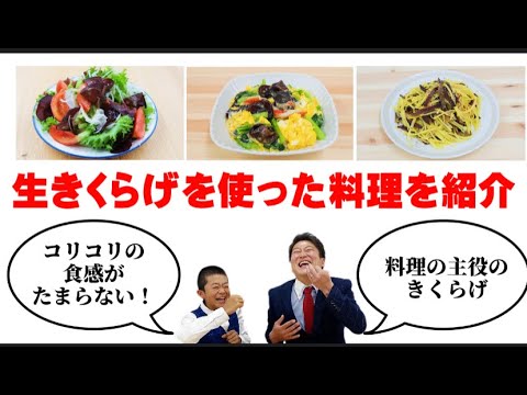 【沖永良部島産】料理の主役になれるコリコリぷるぷるの生きくらげ！