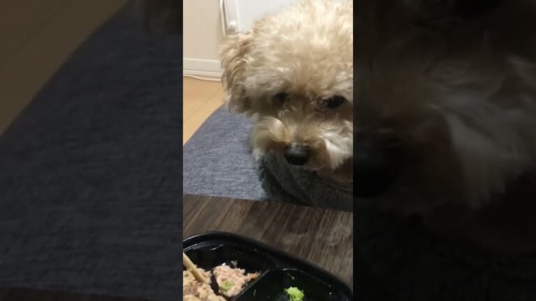 【わんちゃん用ハンバーグプレートを食べる続き】今日のぱんださん🐶トイプードル