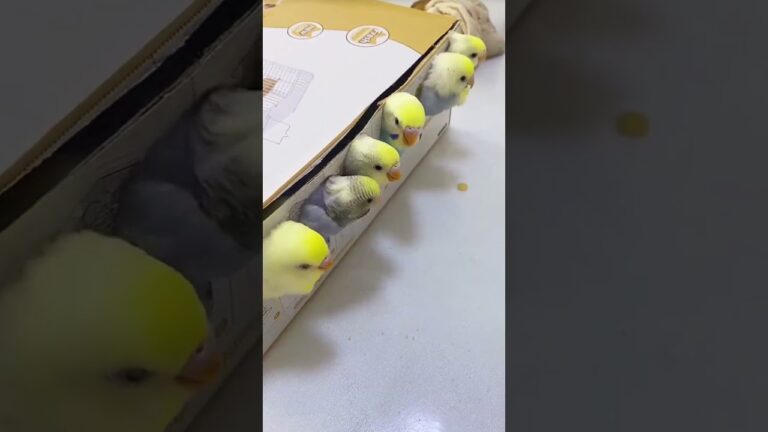 ご飯の時間#セキセイインコ  #インコのいる生活 #インコ