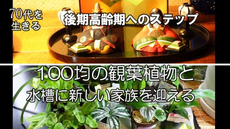【70代を生きるNo.62】100均の観葉植物を育てる／後期高齢期へのステップ／水槽に新しい家族を迎える／ひな飾り／シニアライフ