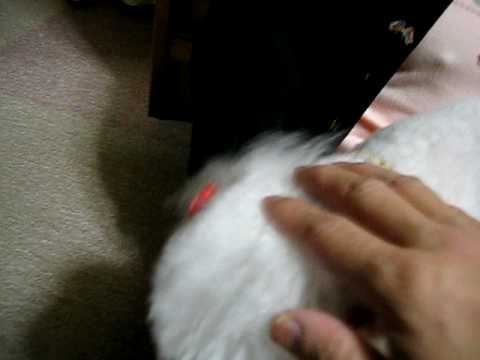 トイプードル　ルリちゃん