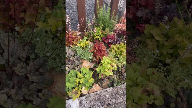 【75歳の母のお庭】#ガーデニング #ガーデン#garden #gardening#flowers #shorts #70代