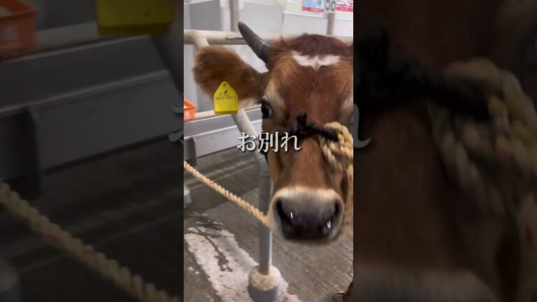 【ついに】牛のトラとジュンがお肉になりました #shorts