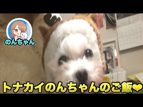 犬　のんちゃん　トナカイさんでご飯タイム♪