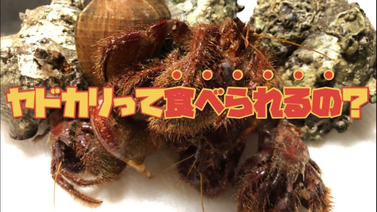 未知の味！？いつも仕掛けにかかるヤドカリってどんな味？