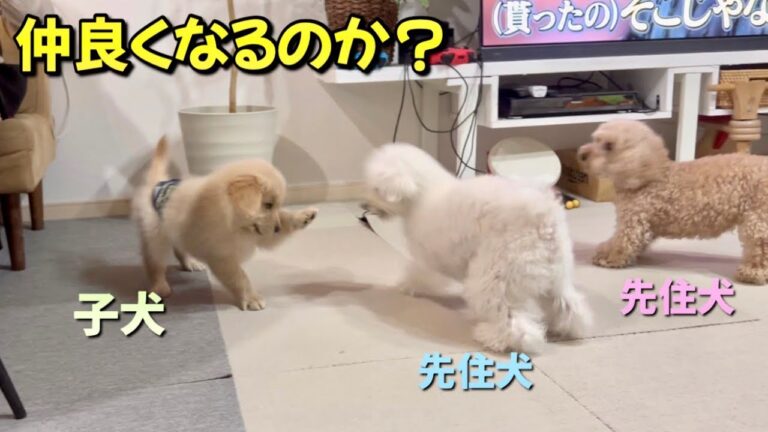 子犬をお迎えしたけど...先住犬との関係が良くありません