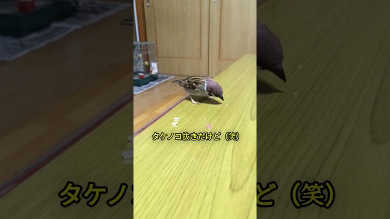 タケノコ抜きの筍ご飯　#shorts  #japanesesparrow #birds