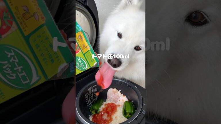 チキンライスつくってる間に壊れたおもちゃ修復しました！