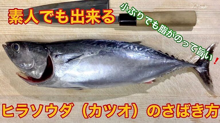 素人でも出来るヒラソウダカツオのさばき方【刺身、タタキ】