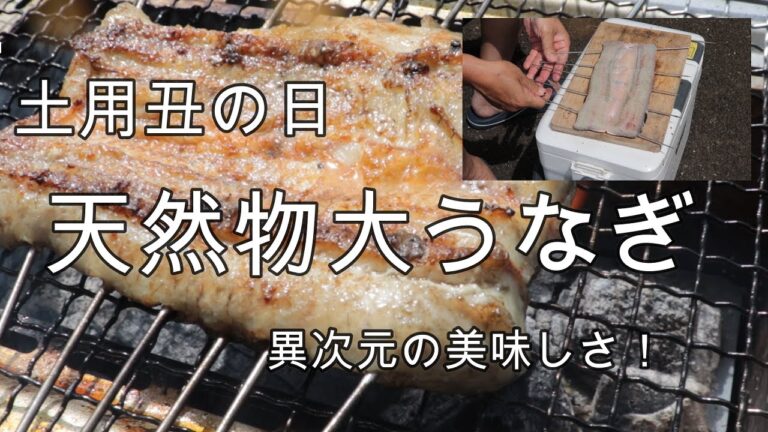【天然うなぎ】大鰻はうまいのか！？