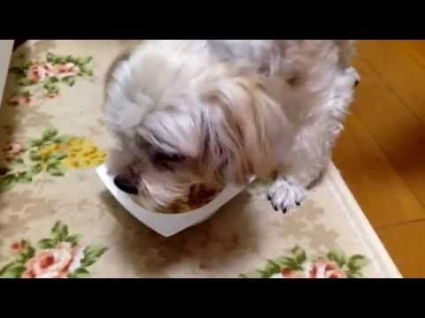 老犬さんにも冬瓜と鶏のおじやのワンごはんをモグモグ