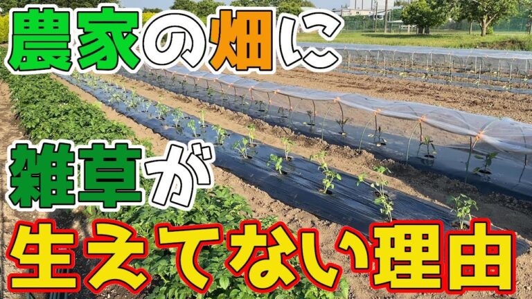雑草のない畑をキープするために農家が実際にやっていることを紹介します。【家庭菜園】