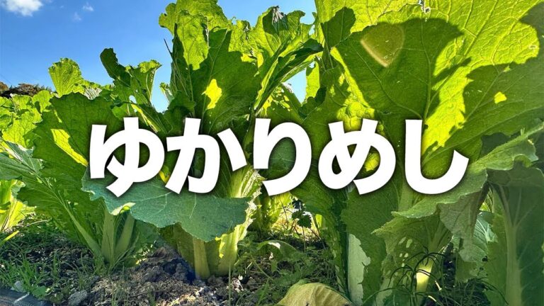 【ゆかりめし】これがご近所の畑で採れた野菜だけを使った晩ごはん！私たちは野菜を買いません！