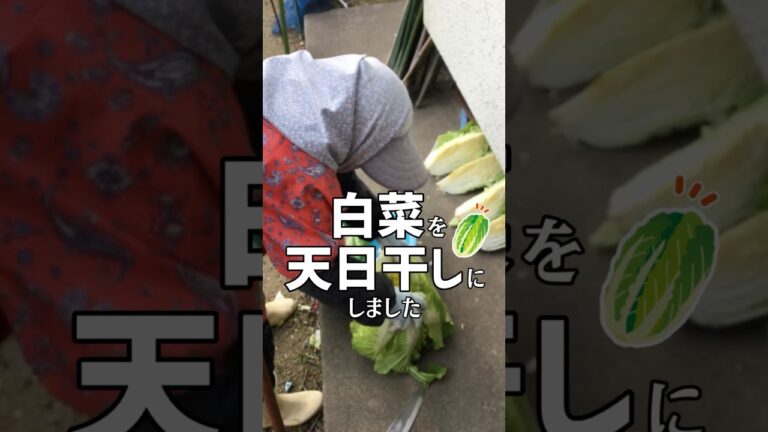 漬物にする用に白菜を天日干しにするばあちゃん #shorts