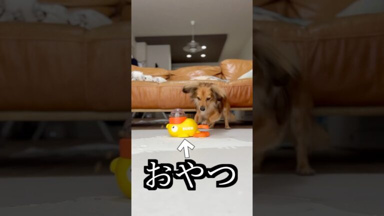 おやつが出るおもちゃに薬を入れたらまんまと食べた！