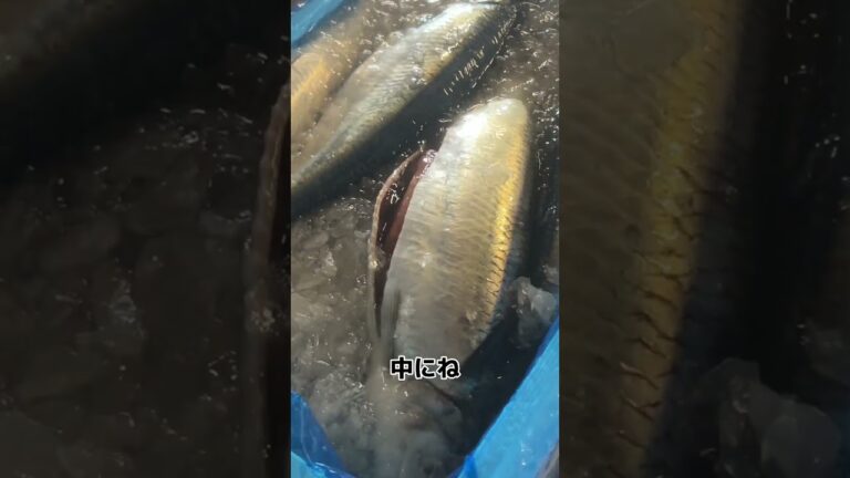 お腹パンッパン！中には 数の子 も！ にしん の 目利き ！#せり人ムタロー #shorts